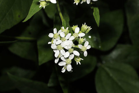 Frostweed (Verbesina virginica) At the edge of a dense mixed hardwood/coniferous forest.

This plant gets its common name from an unusual phenomenon that occurs with the first freezing temperatures of the year. The cell walls of stems burst under freezing conditions and form unique ice formations called frost flowers!

Watch this cool Youtube video of them forming:
https://youtu.be/mBnXHgAyaVg Geotagged,Summer,United States,Verbesina virginica,White crownbeard