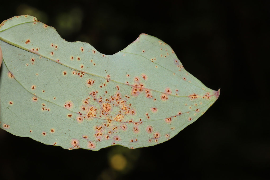 Smilax Leaf Galls (Meunieriella on-smilax) I was thinking this was a fungus of some sort at first, but these images made me think otherwise. What do you all think?<br />
<a href="https://bugguide.net/node/view/578345/bgimage" rel="nofollow">https://bugguide.net/node/view/578345/bgimage</a> <br />
<br />
Also, I'm not sure whether to make a species record for Meunieriella on-smilax as BugGuide has done. I think it is being used as a placeholder until this species is fully described. <br />
<br />
<figure class="photo"><a href="https://www.jungledragon.com/image/84252/smilax_leaf_galls_meunieriella_on-smilax.html" title="Smilax Leaf Galls (Meunieriella on-smilax)"><img src="https://s3.amazonaws.com/media.jungledragon.com/images/3231/84252_thumb.jpg?AWSAccessKeyId=05GMT0V3GWVNE7GGM1R2&Expires=1770854410&Signature=qWopyB7Ase1RDZiK0f8EQkqfg8E%3D" width="200" height="134" alt="Smilax Leaf Galls (Meunieriella on-smilax) I was thinking this was a fungus of some sort at first, but these images made me think otherwise. What do you all think?<br />
https://bugguide.net/node/view/578345/bgimage<br />
<br />
Also, I'm not sure whether to make a species record for Meunieriella on-smilax as BugGuide has done. I think it is being used as a placeholder until this species is fully described. <br />
<br />
https://www.jungledragon.com/image/84251/smilax_leaf_galls_meunieriella_on-smilax.html Geotagged,Meunieriella on-smilax,Smilax Leaf Gall Midge,Summer,United States" /></a></figure> Geotagged,Meunieriella on-smilax,Smilax Leaf Gall Midge,Summer,United States
