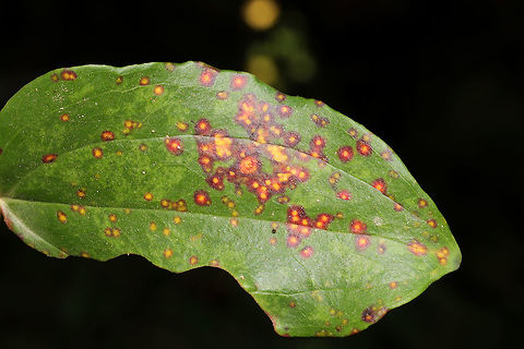 Smilax Leaf Galls (Meunieriella on-smilax) I was thinking this was a fungus of some sort at first, but these images made me think otherwise. What do you all think?
https://bugguide.net/node/view/578345/bgimage

Also, I'm not sure whether to make a species record for Meunieriella on-smilax as BugGuide has done. I think it is being used as a placeholder until this species is fully described. 

https://www.jungledragon.com/image/84251/smilax_leaf_galls_meunieriella_on-smilax.html Geotagged,Meunieriella on-smilax,Smilax Leaf Gall Midge,Summer,United States