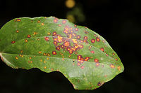 Smilax Leaf Galls (Meunieriella on-smilax) I was thinking this was a fungus of some sort at first, but these images made me think otherwise. What do you all think?<br />
https://bugguide.net/node/view/578345/bgimage<br />
<br />
Also, I'm not sure whether to make a species record for Meunieriella on-smilax as BugGuide has done. I think it is being used as a placeholder until this species is fully described. <br />
<br />
https://www.jungledragon.com/image/84251/smilax_leaf_galls_meunieriella_on-smilax.html Geotagged,Meunieriella on-smilax,Smilax Leaf Gall Midge,Summer,United States