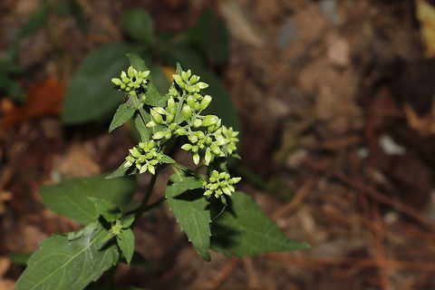 White Snakeroot (Ageratina altissima) At a dense mixed forest edge. Not quite ready to bloom! Ageratina altissima,Geotagged,Summer,United States,White snakeroot