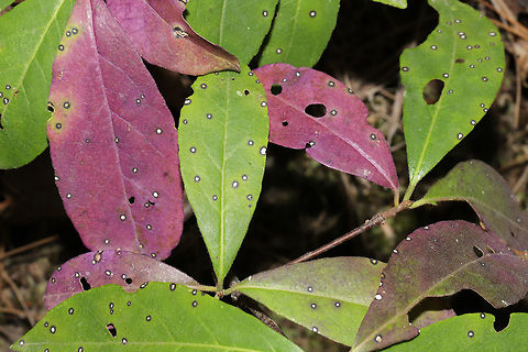 Sweetleaf (Symplocos tinctoria) Small shrub/plant covered in a leaf spot fungus. On a forested trail. The fungus reminds me of Phyllosticta kalmicola that is found on Mountain Laurel (which WAS growing nearby). Looking into it. Geotagged,Summer,Symplocos tinctoria,United States