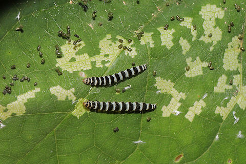 Redbud Leaffolder Moth Larvae (Fascista cercerisella) This moth has larvae that fold and bind leaves together with their silk. They eventually skeletonize the leaves of the Redbud (Cercis canadensis). 

These individuals seemed to be a later instar than my previous observations. They were larger. I may have to try to rear these (next time) so I can actually see the adult form! Fascista cercerisella,Geotagged,Redbud Leaffolder,Summer,United States