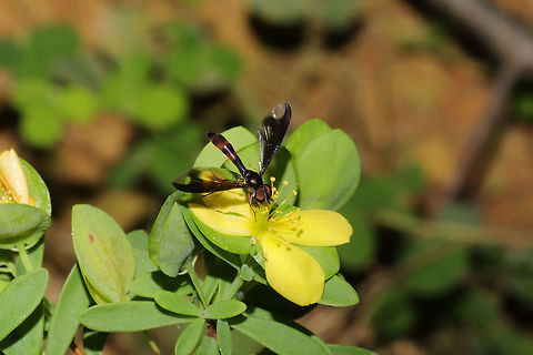 Dusky-winged Hover Fly (Ocyptamus fuscipennis) Nectaring on Hypericum sp. at a dense mixed forest edge. Geotagged,Ocyptamus fuscipennis,Summer,United States