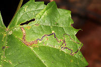 Leaf Miner Moth (Phyllocnistis vitifoliella) on Muscadine (Vitis rotundifolia) Leaf mines on a muscadine vine at the edge of a dense mixed forest.<br />
https://www.jungledragon.com/image/84303/leaf_miner_moth_phyllocnistis_vitifoliella_on_muscadine_vitis_rotundifolia.html Geotagged,Phyllocnistis vitifoliella,Summer,United States