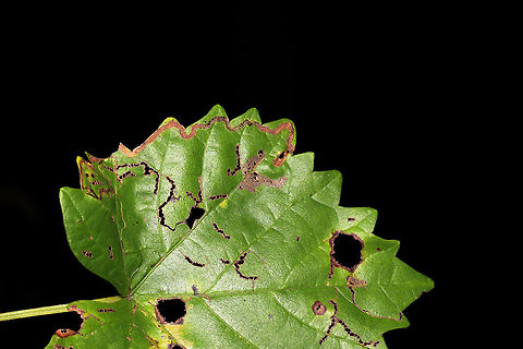 Leaf Miner Moth (Phyllocnistis vitifoliella) on Muscadine (Vitis rotundifolia) Leaf mines on a muscadine vine at the edge of a dense mixed forest. 
https://www.jungledragon.com/image/84302/leaf_miner_moth_phyllocnistis_vitifoliella_on_muscadine_vitis_rotundifolia.html Geotagged,Phyllocnistis vitifoliella,Summer,United States