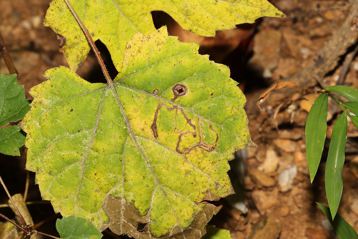 Leaf Miner Moth (Phyllocnistis vitifoliella) on Frost Grape (Vitis vulpina) Leaf mines found on a frost grape plant/vine at the edge of a dense mixed forest. Geotagged,Phyllocnistis vitifoliella,Summer,United States