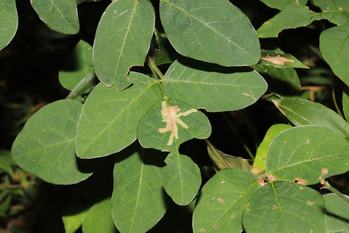 Locust Digitate Leafminer Moth Damage (Parectopa robiniella) on Desmodium sp. Leaf mine damage on Desmodium sp. at the edge of a dense mixed forest.<br />
<br />
<a href="https://bugguide.net/node/view/1081385/bgimage" rel="nofollow">https://bugguide.net/node/view/1081385/bgimage</a> Geotagged,Parectopa robiniella,Summer,United States