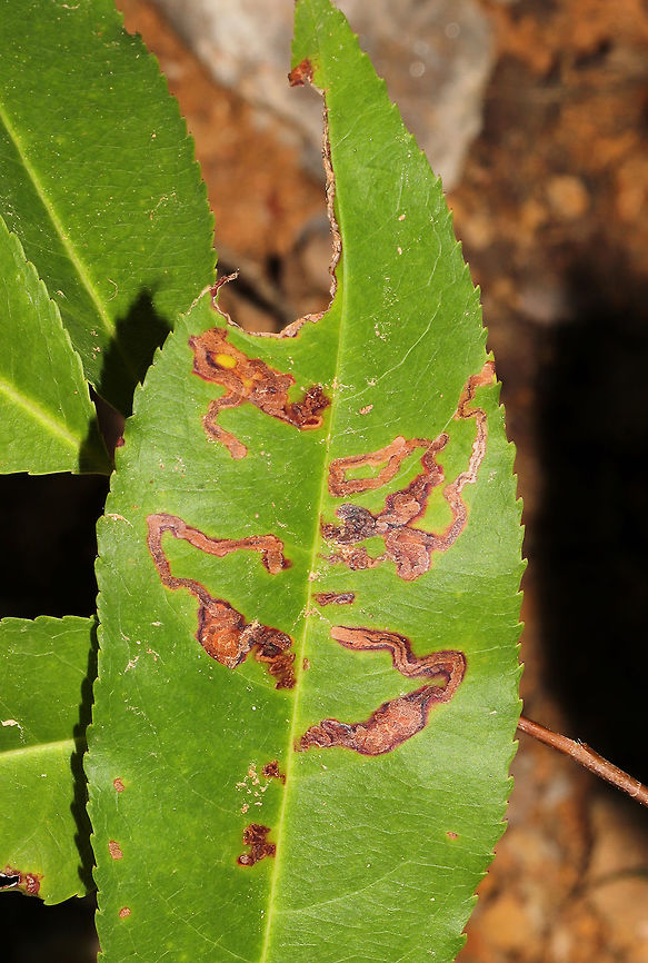 Stigmella prunifoliella Leaf Mines on Black Cherry (Prunus serotina) On a sapling at the edge of a dense mixed forest. <br />
<figure class="photo"><a href="https://www.jungledragon.com/image/84307/stigmella_prunifoliella_leaf_mines_on_black_cherry_prunus_serotina.html" title="Stigmella prunifoliella Leaf Mines on Black Cherry (Prunus serotina)"><img src="https://s3.amazonaws.com/media.jungledragon.com/images/3231/84307_thumb.jpg?AWSAccessKeyId=05GMT0V3GWVNE7GGM1R2&Expires=1767225610&Signature=vNBHMChlheYzNCZ6hPgaumJhbo0%3D" width="102" height="152" alt="Stigmella prunifoliella Leaf Mines on Black Cherry (Prunus serotina) On a sapling at the edge of a dense mixed forest.<br />
https://www.jungledragon.com/image/84306/stigmella_prunifoliella_leaf_mines_on_black_cherry_prunus_serotina.html Geotagged,Stigmella prunifoliella,Summer,United States" /></a></figure> Geotagged,Stigmella prunifoliella,Summer,United States