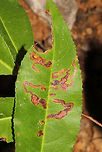 Stigmella prunifoliella Leaf Mines on Black Cherry (Prunus serotina) On a sapling at the edge of a dense mixed forest. <br />
https://www.jungledragon.com/image/84307/stigmella_prunifoliella_leaf_mines_on_black_cherry_prunus_serotina.html Geotagged,Stigmella prunifoliella,Summer,United States
