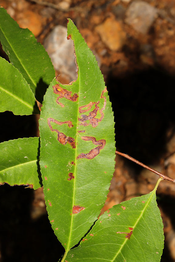 Stigmella prunifoliella Leaf Mines on Black Cherry (Prunus serotina) On a sapling at the edge of a dense mixed forest.<br />
<figure class="photo"><a href="https://www.jungledragon.com/image/84306/stigmella_prunifoliella_leaf_mines_on_black_cherry_prunus_serotina.html" title="Stigmella prunifoliella Leaf Mines on Black Cherry (Prunus serotina)"><img src="https://s3.amazonaws.com/media.jungledragon.com/images/3231/84306_thumb.jpg?AWSAccessKeyId=05GMT0V3GWVNE7GGM1R2&Expires=1767225610&Signature=su4ee%2FU%2BdM0dLTWP3XScib83BNk%3D" width="104" height="152" alt="Stigmella prunifoliella Leaf Mines on Black Cherry (Prunus serotina) On a sapling at the edge of a dense mixed forest. <br />
https://www.jungledragon.com/image/84307/stigmella_prunifoliella_leaf_mines_on_black_cherry_prunus_serotina.html Geotagged,Stigmella prunifoliella,Summer,United States" /></a></figure> Geotagged,Stigmella prunifoliella,Summer,United States