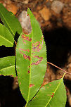 Stigmella prunifoliella Leaf Mines on Black Cherry (Prunus serotina) On a sapling at the edge of a dense mixed forest.<br />
https://www.jungledragon.com/image/84306/stigmella_prunifoliella_leaf_mines_on_black_cherry_prunus_serotina.html Geotagged,Stigmella prunifoliella,Summer,United States