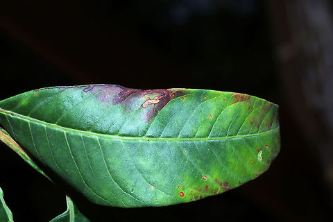 Stigmella intermedia Mines found on Shining sumac (Rhus copallinum). At the disturbed edge of a dense mixed forest.

Will go back for better photos. It is approaching 100F right now, and I could not stand to be in the heat for anymore photos! Caloptilia rhoifoliella,Geotagged,Stigmella intermedia,Summer,United States
