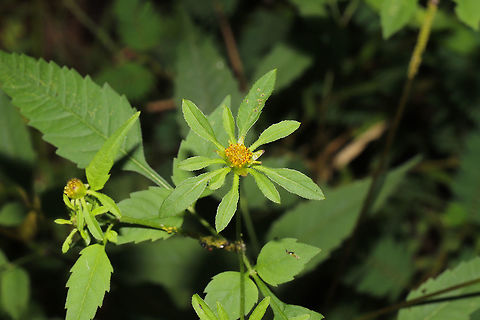 Devil's Beggarticks (Bidens frondosa) At the meadowy/flowery edge of a dense mixed forest. Along a dirt trail. 

https://www.jungledragon.com/image/84340/devils_beggarticks_bidens_frondosa_leaves_stem_and_multiple_photobombers.html Bidens frondosa,Geotagged,Summer,United States