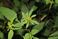 Devil's Beggarticks (Bidens frondosa) At the meadowy/flowery edge of a dense mixed forest. Along a dirt trail. <br />
<br />
https://www.jungledragon.com/image/84340/devils_beggarticks_bidens_frondosa_leaves_stem_and_multiple_photobombers.html Bidens frondosa,Geotagged,Summer,United States