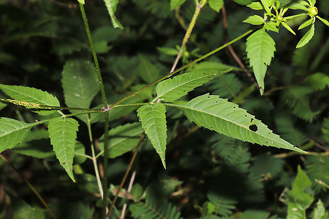 Devil's Beggarticks (Bidens frondosa) Leaves, Stem, and Multiple Photobombers! See how many photobombers you can find in this photo!

 At the meadowy/flowery edge of a dense mixed forest. Along a dirt trail. 
https://www.jungledragon.com/image/84339/devils_beggarticks_bidens_frondosa.html Bidens frondosa,Geotagged,Summer,United States