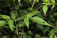 Devil's Beggarticks (Bidens frondosa) Leaves, Stem, and Multiple Photobombers! See how many photobombers you can find in this photo!<br />
<br />
At the meadowy/flowery edge of a dense mixed forest. Along a dirt trail. <br />
https://www.jungledragon.com/image/84339/devils_beggarticks_bidens_frondosa.html Bidens frondosa,Geotagged,Summer,United States