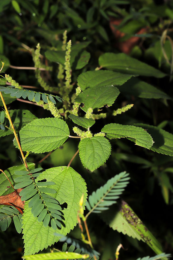 False Nettle (Boehmeria cylindrica) At an overgrown dirt roadside at the edge of a dense mixed forest.  Boehmeria cylindrica,False nettle,Geotagged,Summer,United States