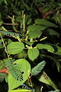 False Nettle (Boehmeria cylindrica) At an overgrown dirt roadside at the edge of a dense mixed forest.  Boehmeria cylindrica,False nettle,Geotagged,Summer,United States