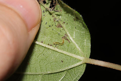 Herbivorous Pleuroptya Moth (Patania silicalis) Larva?  on False Nettle (Boehmeria cylindrica) Leafroller moth larva on False Nettle (Boehmeria cylindrica). At an overgrown dirt roadside at the edge of a dense mixed forest.

I am thinking of attempting the rearing process with these. This appears to be an early instar.

Right now, I'm thinking this is the most likely
https://bugguide.net/node/view/1711248 
https://www.jungledragon.com/image/84344/leafroller_moth_larva_on_false_nettle_boehmeria_cylindrica.html Geotagged,Patania silicalis,Summer,United States