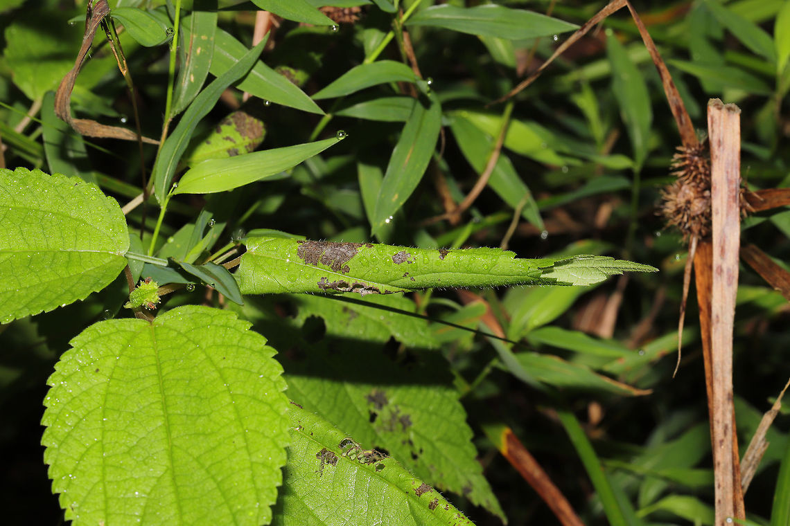 Herbivorous Pleuroptya Moth (Patania silicalis) Larva?  on False Nettle (Boehmeria cylindrica) Leafroller moth larva on False Nettle (Boehmeria cylindrica). At an overgrown dirt roadside at the edge of a dense mixed forest.<br />
<br />
I am thinking of attempting the rearing process with these. This appears to be an early instar.<br />
<br />
Right now, I&#039;m thinking this is the most likely ID: <br />
<a href="https://bugguide.net/node/view/1711248" rel="nofollow">https://bugguide.net/node/view/1711248</a><br />
<br />
<figure class="photo"><a href="https://www.jungledragon.com/image/84343/herbivorous_pleuroptya_moth_patania_silicalis_larva_on_false_nettle_boehmeria_cylindrica.html" title="Herbivorous Pleuroptya Moth (Patania silicalis) Larva?  on False Nettle (Boehmeria cylindrica)"><img src="https://s3.amazonaws.com/media.jungledragon.com/images/3231/84343_thumb.jpg?AWSAccessKeyId=05GMT0V3GWVNE7GGM1R2&Expires=1759968010&Signature=ht2aDhV6Ce7ZSA7us22LH4UvcnE%3D" width="200" height="134" alt="Herbivorous Pleuroptya Moth (Patania silicalis) Larva?  on False Nettle (Boehmeria cylindrica) Leafroller moth larva on False Nettle (Boehmeria cylindrica). At an overgrown dirt roadside at the edge of a dense mixed forest.<br />
<br />
I am thinking of attempting the rearing process with these. This appears to be an early instar.<br />
<br />
Right now, I&#039;m thinking this is the most likely<br />
https://bugguide.net/node/view/1711248 <br />
https://www.jungledragon.com/image/84344/leafroller_moth_larva_on_false_nettle_boehmeria_cylindrica.html Geotagged,Patania silicalis,Summer,United States" /></a></figure> Geotagged,Patania silicalis,Summer,United States
