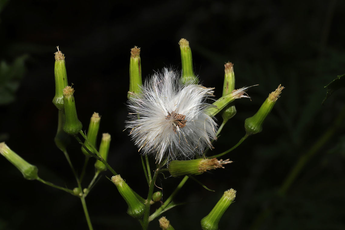Fireweed (Erechtites hieraciifolius) At a dense mixed forest edge.  Erechtites hieraciifolius,Geotagged,Summer,United States