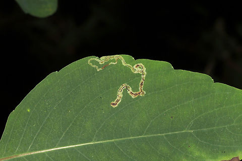 Jewelweed Leaf-miner Fly (Phytoliriomyza melampyga) Leaf mine on Jewelweed (Impatiens capensis) at a dense mixed forest edge. Geotagged,Phytoliriomyza melampyga,Summer,United States