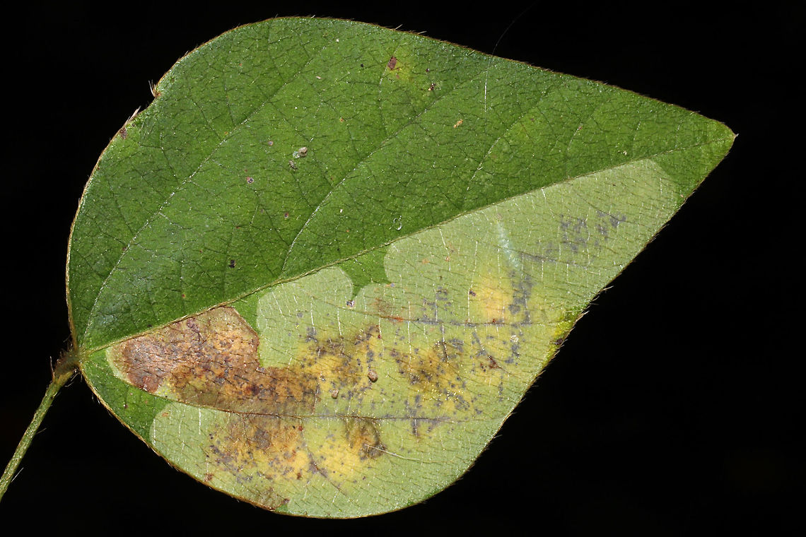 Hog Peanut Leafblotch Miner Moth (Leucanthiza amphicarpeaefoliella) Leaf blotch mine on American Hog Peanut (Amphicarpaea bracteata) at the edge of a dense mixed forest.  Geotagged,Leucanthiza amphicarpeaefoliella,Summer,United States