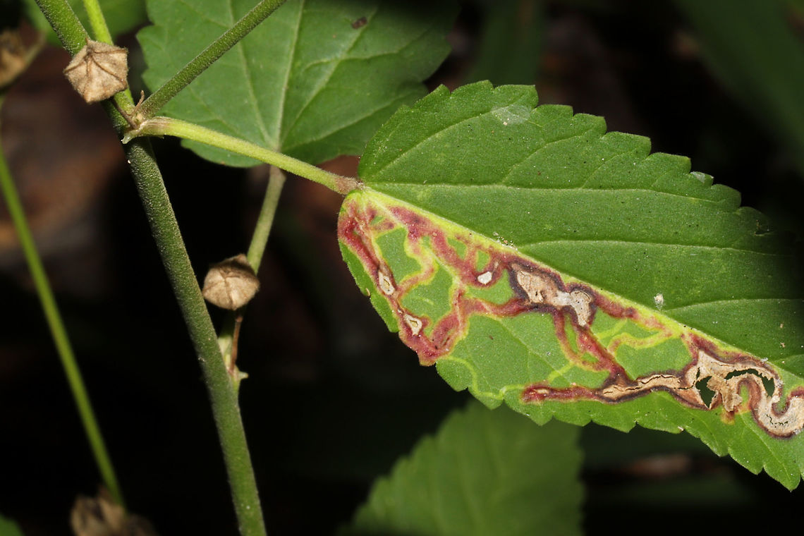 Mallow Leaf Miner (Calycomyza malvae) on Sida sp. Really cool mines on Sida sp. at the edge of a dense mixed forest.<br />
 Calycomyza malvae,Geotagged,Summer,United States