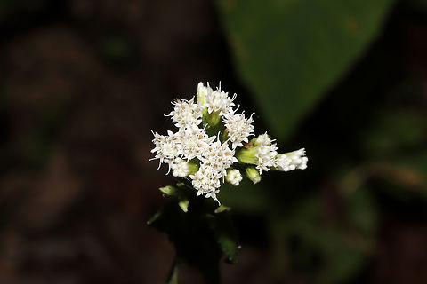 White Snakeroot (Ageratina altissima) Growing on a woodland/wetland trail near a lake re-regulation reservoir. I felt lucky to see these in such good condition. Its leaves were wilted from the heat and dry conditions. Ageratina altissima,Geotagged,Summer,United States,White snakeroot