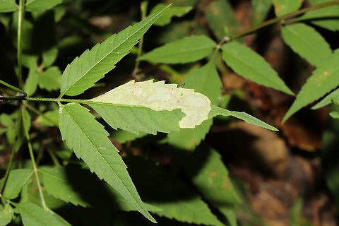 Calycomyza sp.- Leaf Blotch Mine Calycomyza avira or C. frickiana .
https://bugguide.net/node/view/1532418/bgimage

Blotch mine on Devil's Beggarticks (Bidens aristosa). At the edge of a dense mixed forest Geotagged,Summer,United States