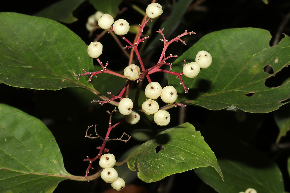 Roughleaf Dogwood (Cornus drummondi) ID Tentative. Need to go back to look at a couple of features. The other ID candidate is C. racemosa.<br />
In a moist forested area near a lake re-regulation reservoir. <br />
<br />
If this ID is correct, this species i critically imperiled (S1) in Georgia, US (NatureServe). Cornus drummondii,Geotagged,Summer,United States