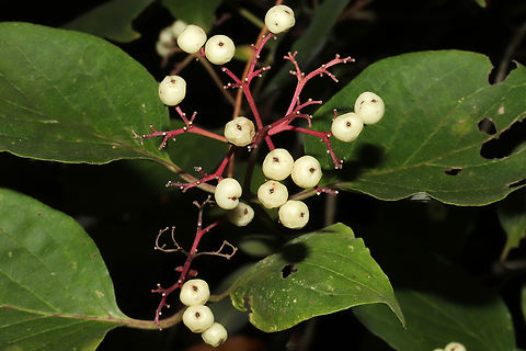 Roughleaf Dogwood (Cornus drummondi) ID Tentative. Need to go back to look at a couple of features. The other ID candidate is C. racemosa.
 In a moist forested area near a lake re-regulation reservoir. 

If this ID is correct, this species i critically imperiled (S1) in Georgia, US (NatureServe). Cornus drummondii,Geotagged,Summer,United States