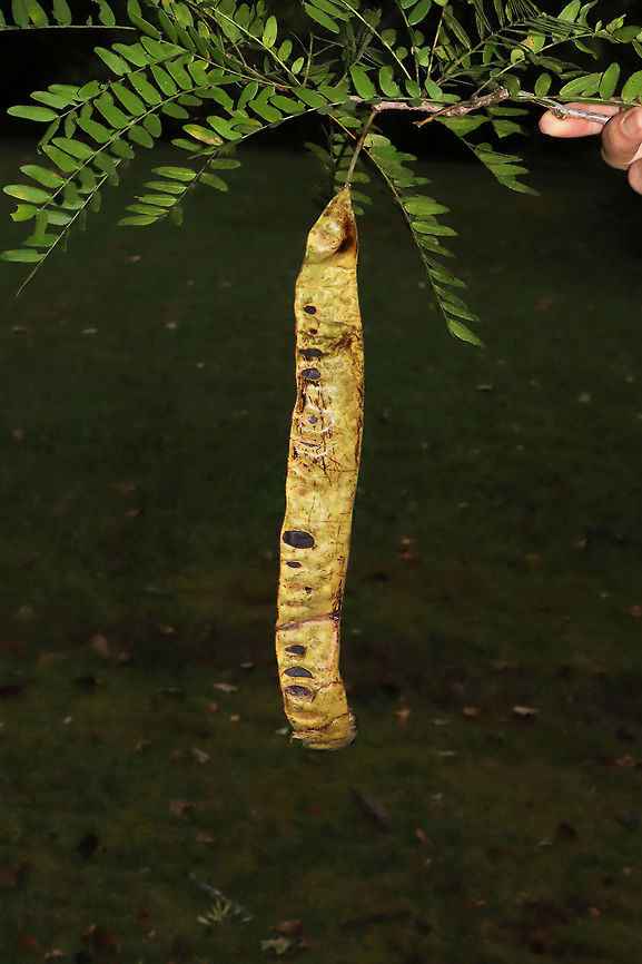 Honey Locust (Gleditsia triacanthos) An old, gigantic honeylocust tree in a moist forested area near a lake re-regulation reservoir. I only had my macro lens with me, so I didn&#039;t get in-situ shots!<br />
Check out the gigantic seed pods!<br />
<figure class="photo"><a href="https://www.jungledragon.com/image/84508/honey_locust_gleditsia_triacanthos.html" title="Honey Locust (Gleditsia triacanthos)"><img src="https://s3.amazonaws.com/media.jungledragon.com/images/3231/84508_thumb.jpg?AWSAccessKeyId=05GMT0V3GWVNE7GGM1R2&Expires=1759968010&Signature=Sqd2uvt7H6WhZ2ro%2FobHfuSU7lM%3D" width="200" height="134" alt="Honey Locust (Gleditsia triacanthos) An old, gigantic honeylocust tree in a moist forested area near a lake re-regulation reservoir. I only had my macro lens with me, so I didn&#039;t get in-situ shots!<br />
https://www.jungledragon.com/image/84507/honey_locust_gleditsia_triacanthos.html<br />
https://www.jungledragon.com/image/84506/honey_locust_gleditsia_triacanthos.html Geotagged,Gleditsia triacanthos,Honey locust,Summer,United States" /></a></figure><br />
<figure class="photo"><a href="https://www.jungledragon.com/image/84507/honey_locust_gleditsia_triacanthos.html" title="Honey Locust (Gleditsia triacanthos)"><img src="https://s3.amazonaws.com/media.jungledragon.com/images/3231/84507_thumb.jpg?AWSAccessKeyId=05GMT0V3GWVNE7GGM1R2&Expires=1759968010&Signature=b7lAJn5%2FI7OaivQdg74Jz%2BntxD0%3D" width="200" height="134" alt="Honey Locust (Gleditsia triacanthos) An old, gigantic honeylocust tree in a moist forested area near a lake re-regulation reservoir. I only had my macro lens with me, so I didn&#039;t get in-situ shots!<br />
https://www.jungledragon.com/image/84508/honey_locust_gleditsia_triacanthos.html<br />
https://www.jungledragon.com/image/84506/honey_locust_gleditsia_triacanthos.html<br />
 Geotagged,Gleditsia triacanthos,Honey locust,Summer,United States" /></a></figure> Geotagged,Gleditsia triacanthos,Honey locust,Summer,United States