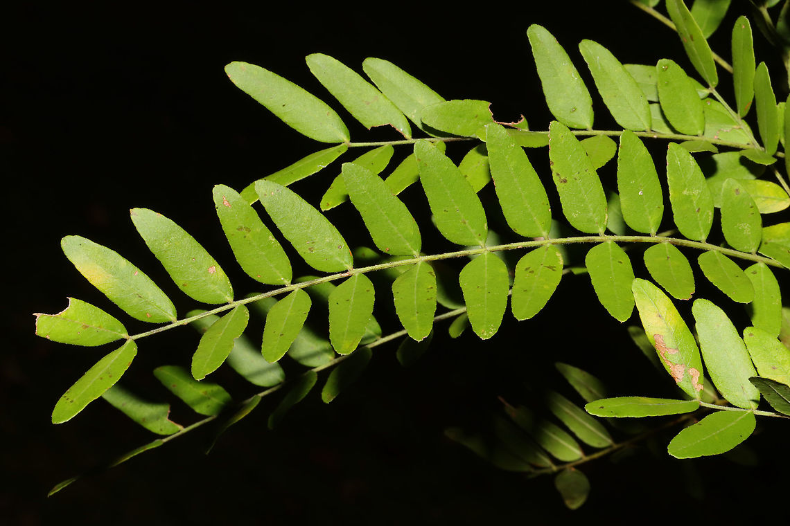 Honey Locust (Gleditsia triacanthos) An old, gigantic honeylocust tree in a moist forested area near a lake re-regulation reservoir. I only had my macro lens with me, so I didn&#039;t get in-situ shots!<br />
<figure class="photo"><a href="https://www.jungledragon.com/image/84508/honey_locust_gleditsia_triacanthos.html" title="Honey Locust (Gleditsia triacanthos)"><img src="https://s3.amazonaws.com/media.jungledragon.com/images/3231/84508_thumb.jpg?AWSAccessKeyId=05GMT0V3GWVNE7GGM1R2&Expires=1759968010&Signature=Sqd2uvt7H6WhZ2ro%2FobHfuSU7lM%3D" width="200" height="134" alt="Honey Locust (Gleditsia triacanthos) An old, gigantic honeylocust tree in a moist forested area near a lake re-regulation reservoir. I only had my macro lens with me, so I didn&#039;t get in-situ shots!<br />
https://www.jungledragon.com/image/84507/honey_locust_gleditsia_triacanthos.html<br />
https://www.jungledragon.com/image/84506/honey_locust_gleditsia_triacanthos.html Geotagged,Gleditsia triacanthos,Honey locust,Summer,United States" /></a></figure><br />
<figure class="photo"><a href="https://www.jungledragon.com/image/84506/honey_locust_gleditsia_triacanthos.html" title="Honey Locust (Gleditsia triacanthos)"><img src="https://s3.amazonaws.com/media.jungledragon.com/images/3231/84506_thumb.jpg?AWSAccessKeyId=05GMT0V3GWVNE7GGM1R2&Expires=1759968010&Signature=0ShVgd8VtPT8XtwqiVEF%2FQfY%2BWk%3D" width="102" height="152" alt="Honey Locust (Gleditsia triacanthos) An old, gigantic honeylocust tree in a moist forested area near a lake re-regulation reservoir. I only had my macro lens with me, so I didn&#039;t get in-situ shots!<br />
Check out the gigantic seed pods!<br />
https://www.jungledragon.com/image/84508/honey_locust_gleditsia_triacanthos.html<br />
https://www.jungledragon.com/image/84507/honey_locust_gleditsia_triacanthos.html Geotagged,Gleditsia triacanthos,Honey locust,Summer,United States" /></a></figure><br />
 Geotagged,Gleditsia triacanthos,Honey locust,Summer,United States