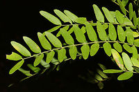 Honey Locust (Gleditsia triacanthos) An old, gigantic honeylocust tree in a moist forested area near a lake re-regulation reservoir. I only had my macro lens with me, so I didn't get in-situ shots!<br />
https://www.jungledragon.com/image/84508/honey_locust_gleditsia_triacanthos.html<br />
https://www.jungledragon.com/image/84506/honey_locust_gleditsia_triacanthos.html<br />
Geotagged,Gleditsia triacanthos,Honey locust,Summer,United States