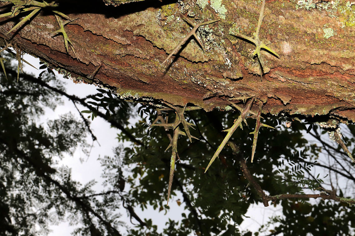 Honey Locust (Gleditsia triacanthos) An old, gigantic honeylocust tree in a moist forested area near a lake re-regulation reservoir. I only had my macro lens with me, so I didn&#039;t get in-situ shots!<br />
<figure class="photo"><a href="https://www.jungledragon.com/image/84507/honey_locust_gleditsia_triacanthos.html" title="Honey Locust (Gleditsia triacanthos)"><img src="https://s3.amazonaws.com/media.jungledragon.com/images/3231/84507_thumb.jpg?AWSAccessKeyId=05GMT0V3GWVNE7GGM1R2&Expires=1759968010&Signature=b7lAJn5%2FI7OaivQdg74Jz%2BntxD0%3D" width="200" height="134" alt="Honey Locust (Gleditsia triacanthos) An old, gigantic honeylocust tree in a moist forested area near a lake re-regulation reservoir. I only had my macro lens with me, so I didn&#039;t get in-situ shots!<br />
https://www.jungledragon.com/image/84508/honey_locust_gleditsia_triacanthos.html<br />
https://www.jungledragon.com/image/84506/honey_locust_gleditsia_triacanthos.html<br />
 Geotagged,Gleditsia triacanthos,Honey locust,Summer,United States" /></a></figure><br />
<figure class="photo"><a href="https://www.jungledragon.com/image/84506/honey_locust_gleditsia_triacanthos.html" title="Honey Locust (Gleditsia triacanthos)"><img src="https://s3.amazonaws.com/media.jungledragon.com/images/3231/84506_thumb.jpg?AWSAccessKeyId=05GMT0V3GWVNE7GGM1R2&Expires=1759968010&Signature=0ShVgd8VtPT8XtwqiVEF%2FQfY%2BWk%3D" width="102" height="152" alt="Honey Locust (Gleditsia triacanthos) An old, gigantic honeylocust tree in a moist forested area near a lake re-regulation reservoir. I only had my macro lens with me, so I didn&#039;t get in-situ shots!<br />
Check out the gigantic seed pods!<br />
https://www.jungledragon.com/image/84508/honey_locust_gleditsia_triacanthos.html<br />
https://www.jungledragon.com/image/84507/honey_locust_gleditsia_triacanthos.html Geotagged,Gleditsia triacanthos,Honey locust,Summer,United States" /></a></figure> Geotagged,Gleditsia triacanthos,Honey locust,Summer,United States