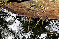 Honey Locust (Gleditsia triacanthos) An old, gigantic honeylocust tree in a moist forested area near a lake re-regulation reservoir. I only had my macro lens with me, so I didn't get in-situ shots!<br />
https://www.jungledragon.com/image/84507/honey_locust_gleditsia_triacanthos.html<br />
https://www.jungledragon.com/image/84506/honey_locust_gleditsia_triacanthos.html Geotagged,Gleditsia triacanthos,Honey locust,Summer,United States