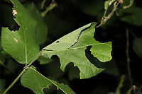 Long-tailed Skipper Larva (Urbanus proteus) Leaf Shelter This Pointed-leaved Tick-Trefoil (Hylodesmum glutinosum) leaf was folded together and "sealed" with fine strands of silk. Inside there was a surprise! See below:<br />
<br />
https://www.jungledragon.com/image/84515/long-tailed_skipper_larva_urbanus_proteus_in_a_leaf_shelter.html<br />
 Geotagged,Long-tailed Skipper,Summer,United States,Urbanus proteus