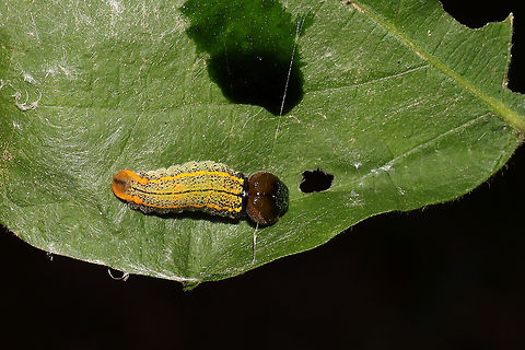 Long-tailed Skipper Larva (Urbanus proteus) in a Leaf Shelter This Pointed-leaved Tick-Trefoil (Hylodesmum glutinosum) leaf was folded together and "sealed" with fine strands of silk. Inside there was a surprise! A Long-Tailed Skipper Larva. It wasn't very happy to see me and "puked" out some green liquid! :o *Note the bubbly green stuff near the larva's head and the puddle of dark green stuff at the top of the photo.
https://www.jungledragon.com/image/84514/long-tailed_skipper_larva_urbanus_proteus_leaf_shelter.html Geotagged,Long-tailed Skipper,Summer,United States,Urbanus proteus