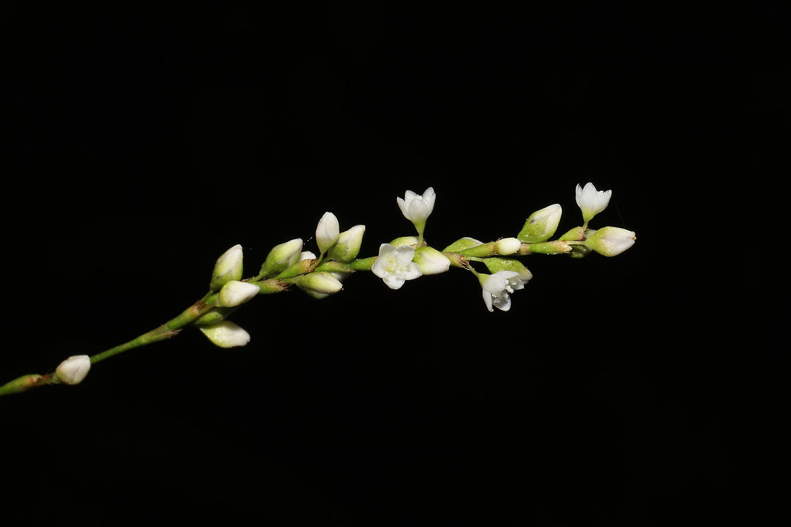 Dotted Knotweed (Persicaria punctata) In a moist forested area near a lake re-regulation reservoir.  Dotted smartweed,Geotagged,Persicaria punctata,Summer,United States