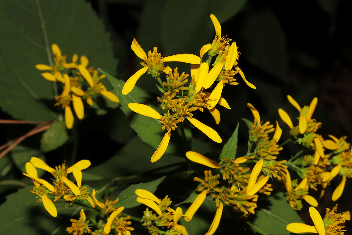 Yellow Crownbeard (Verbesina occidentalis) At a meadowy powerline cut near a wetland/lake re-regulation reservoir.  Geotagged,Summer,United States,Verbesina occidentalis