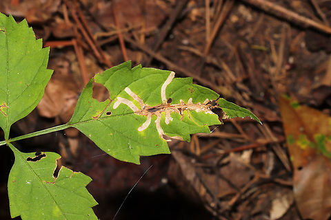 Tortoise Beetle Leaf Mine (Octotoma plicatula) on Trumpet Vine (Campsis radicans) Mines on Trumpet Vine (Campsis radicans) in a moist forested area near a lake re-regulation reservoir.
https://www.jungledragon.com/image/84521/tortoise_beetle_leaf_mine_octotoma_plicatula_on_trumpet_vine_campsis_radicans.html Geotagged,Octotoma plicatula,Summer,United States