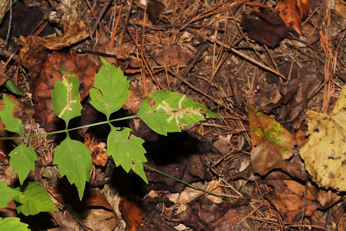 Tortoise Beetle Leaf Mine (Octotoma plicatula) on Trumpet Vine (Campsis radicans) Mines on Trumpet Vine (Campsis radicans) in a moist forested area near a lake re-regulation reservoir. <br />
<figure class="photo"><a href="https://www.jungledragon.com/image/84520/tortoise_beetle_leaf_mine_octotoma_plicatula_on_trumpet_vine_campsis_radicans.html" title="Tortoise Beetle Leaf Mine (Octotoma plicatula) on Trumpet Vine (Campsis radicans)"><img src="https://s3.amazonaws.com/media.jungledragon.com/images/3231/84520_thumb.jpg?AWSAccessKeyId=05GMT0V3GWVNE7GGM1R2&Expires=1769040010&Signature=OOqfZ9oi6MFDVQzjGaIK%2BXVg7OM%3D" width="200" height="134" alt="Tortoise Beetle Leaf Mine (Octotoma plicatula) on Trumpet Vine (Campsis radicans) Mines on Trumpet Vine (Campsis radicans) in a moist forested area near a lake re-regulation reservoir.<br />
https://www.jungledragon.com/image/84521/tortoise_beetle_leaf_mine_octotoma_plicatula_on_trumpet_vine_campsis_radicans.html Geotagged,Octotoma plicatula,Summer,United States" /></a></figure> Geotagged,Octotoma plicatula,Summer,United States