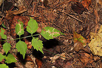 Tortoise Beetle Leaf Mine (Octotoma plicatula) on Trumpet Vine (Campsis radicans) Mines on Trumpet Vine (Campsis radicans) in a moist forested area near a lake re-regulation reservoir. <br />
https://www.jungledragon.com/image/84520/tortoise_beetle_leaf_mine_octotoma_plicatula_on_trumpet_vine_campsis_radicans.html Geotagged,Octotoma plicatula,Summer,United States