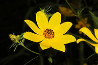 Swamp Marigold (Bidens aristosa) At a meadowy powerline cut near a wetland/lake re-regulation reservoir. <br />
https://www.jungledragon.com/image/84525/swamp_marigold_bidens_aristosa.html Bidens aristosa,Geotagged,Summer,United States