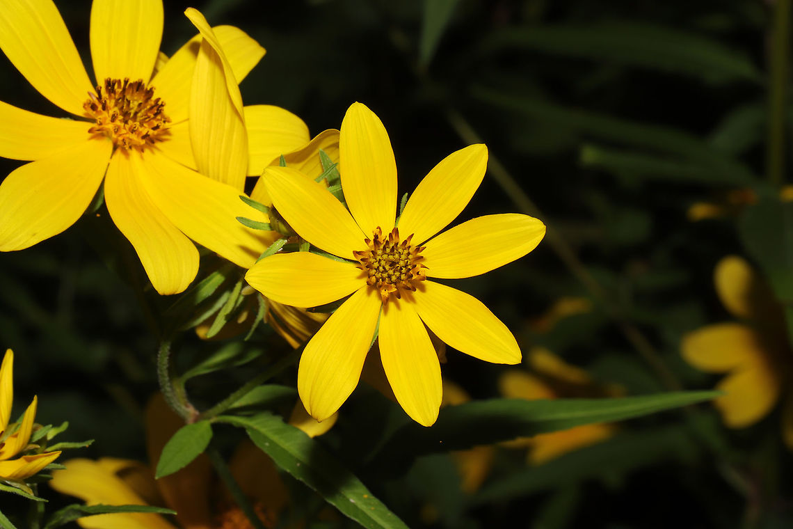 Swamp Marigold (Bidens aristosa) At a meadowy powerline cut near a wetland/lake re-regulation reservoir. <br />
<figure class="photo"><a href="https://www.jungledragon.com/image/84523/swamp_marigold_bidens_aristosa.html" title="Swamp Marigold (Bidens aristosa)"><img src="https://s3.amazonaws.com/media.jungledragon.com/images/3231/84523_thumb.jpg?AWSAccessKeyId=05GMT0V3GWVNE7GGM1R2&Expires=1759968010&Signature=iruv6NI1TQO7jxWnUm2UnkXBqyA%3D" width="200" height="134" alt="Swamp Marigold (Bidens aristosa) At a meadowy powerline cut near a wetland/lake re-regulation reservoir. <br />
https://www.jungledragon.com/image/84525/swamp_marigold_bidens_aristosa.html Bidens aristosa,Geotagged,Summer,United States" /></a></figure> Biden aristosa,Bidens aristosa,Geotagged,Summer,United States