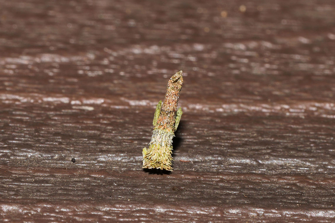 Bagworm Moth Larva (Family Psychidae) in a moist forested area near a lake re-regulation reservoir. <br />
<figure class="photo"><a href="https://www.jungledragon.com/image/84528/bagworm_moth_larva_family_psychidae.html" title="Bagworm Moth Larva (Family Psychidae)"><img src="https://s3.amazonaws.com/media.jungledragon.com/images/3231/84528_thumb.jpg?AWSAccessKeyId=05GMT0V3GWVNE7GGM1R2&Expires=1759968010&Signature=0UV90uoxuidmQ1SqWnnc9n28IZU%3D" width="200" height="134" alt="Bagworm Moth Larva (Family Psychidae)  in a moist forested area near a lake re-regulation reservoir. <br />
https://www.jungledragon.com/image/84527/bagworm_moth_larva_family_psychidae.html<br />
https://www.jungledragon.com/image/84529/bagworm_moth_larva_family_psychidae.html Geotagged,Summer,United States" /></a></figure><br />
<figure class="photo"><a href="https://www.jungledragon.com/image/84529/bagworm_moth_larva_family_psychidae.html" title="Bagworm Moth Larva (Family Psychidae)"><img src="https://s3.amazonaws.com/media.jungledragon.com/images/3231/84529_thumb.jpg?AWSAccessKeyId=05GMT0V3GWVNE7GGM1R2&Expires=1759968010&Signature=Ms%2FJ%2Bjtp9SEyV9WYmNDGUx1mH9s%3D" width="102" height="152" alt="Bagworm Moth Larva (Family Psychidae) in a moist forested area near a lake re-regulation reservoir. <br />
https://www.jungledragon.com/image/84527/bagworm_moth_larva_family_psychidae.html<br />
https://www.jungledragon.com/image/84528/bagworm_moth_larva_family_psychidae.html Geotagged,Summer,United States" /></a></figure> Geotagged,Summer,United States