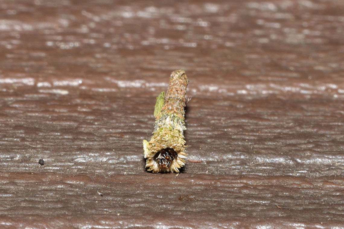 Bagworm Moth Larva (Family Psychidae)  in a moist forested area near a lake re-regulation reservoir. <br />
<figure class="photo"><a href="https://www.jungledragon.com/image/84527/bagworm_moth_larva_family_psychidae.html" title="Bagworm Moth Larva (Family Psychidae)"><img src="https://s3.amazonaws.com/media.jungledragon.com/images/3231/84527_thumb.jpg?AWSAccessKeyId=05GMT0V3GWVNE7GGM1R2&Expires=1759968010&Signature=pLgoPvfXaeNAuDsYD%2F%2FbGtemDig%3D" width="200" height="134" alt="Bagworm Moth Larva (Family Psychidae) in a moist forested area near a lake re-regulation reservoir. <br />
https://www.jungledragon.com/image/84528/bagworm_moth_larva_family_psychidae.html<br />
https://www.jungledragon.com/image/84529/bagworm_moth_larva_family_psychidae.html Geotagged,Summer,United States" /></a></figure><br />
<figure class="photo"><a href="https://www.jungledragon.com/image/84529/bagworm_moth_larva_family_psychidae.html" title="Bagworm Moth Larva (Family Psychidae)"><img src="https://s3.amazonaws.com/media.jungledragon.com/images/3231/84529_thumb.jpg?AWSAccessKeyId=05GMT0V3GWVNE7GGM1R2&Expires=1759968010&Signature=Ms%2FJ%2Bjtp9SEyV9WYmNDGUx1mH9s%3D" width="102" height="152" alt="Bagworm Moth Larva (Family Psychidae) in a moist forested area near a lake re-regulation reservoir. <br />
https://www.jungledragon.com/image/84527/bagworm_moth_larva_family_psychidae.html<br />
https://www.jungledragon.com/image/84528/bagworm_moth_larva_family_psychidae.html Geotagged,Summer,United States" /></a></figure> Geotagged,Summer,United States