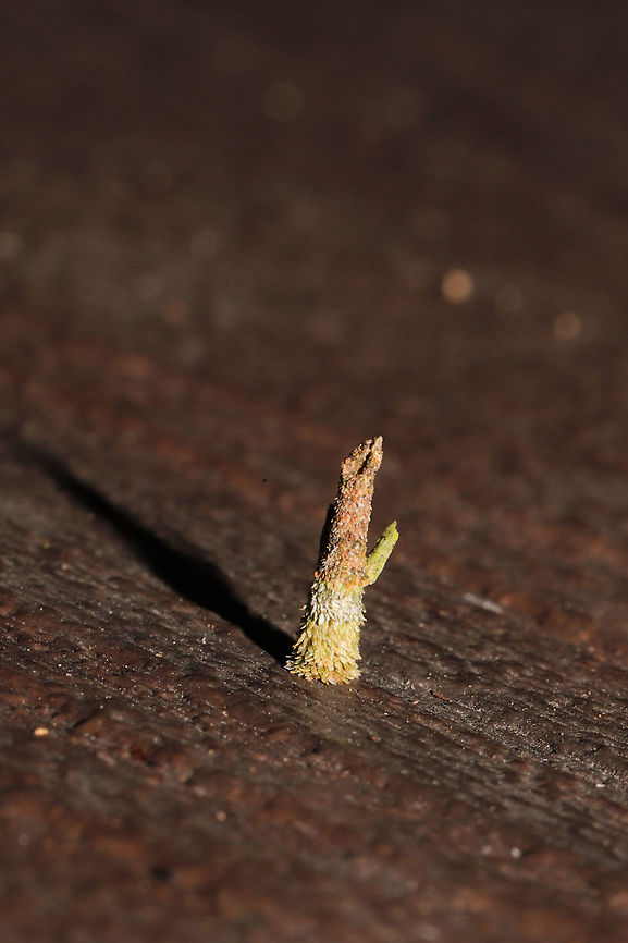 Bagworm Moth Larva (Family Psychidae) in a moist forested area near a lake re-regulation reservoir. <br />
<figure class="photo"><a href="https://www.jungledragon.com/image/84527/bagworm_moth_larva_family_psychidae.html" title="Bagworm Moth Larva (Family Psychidae)"><img src="https://s3.amazonaws.com/media.jungledragon.com/images/3231/84527_thumb.jpg?AWSAccessKeyId=05GMT0V3GWVNE7GGM1R2&Expires=1759968010&Signature=pLgoPvfXaeNAuDsYD%2F%2FbGtemDig%3D" width="200" height="134" alt="Bagworm Moth Larva (Family Psychidae) in a moist forested area near a lake re-regulation reservoir. <br />
https://www.jungledragon.com/image/84528/bagworm_moth_larva_family_psychidae.html<br />
https://www.jungledragon.com/image/84529/bagworm_moth_larva_family_psychidae.html Geotagged,Summer,United States" /></a></figure><br />
<figure class="photo"><a href="https://www.jungledragon.com/image/84528/bagworm_moth_larva_family_psychidae.html" title="Bagworm Moth Larva (Family Psychidae)"><img src="https://s3.amazonaws.com/media.jungledragon.com/images/3231/84528_thumb.jpg?AWSAccessKeyId=05GMT0V3GWVNE7GGM1R2&Expires=1759968010&Signature=0UV90uoxuidmQ1SqWnnc9n28IZU%3D" width="200" height="134" alt="Bagworm Moth Larva (Family Psychidae)  in a moist forested area near a lake re-regulation reservoir. <br />
https://www.jungledragon.com/image/84527/bagworm_moth_larva_family_psychidae.html<br />
https://www.jungledragon.com/image/84529/bagworm_moth_larva_family_psychidae.html Geotagged,Summer,United States" /></a></figure> Geotagged,Summer,United States